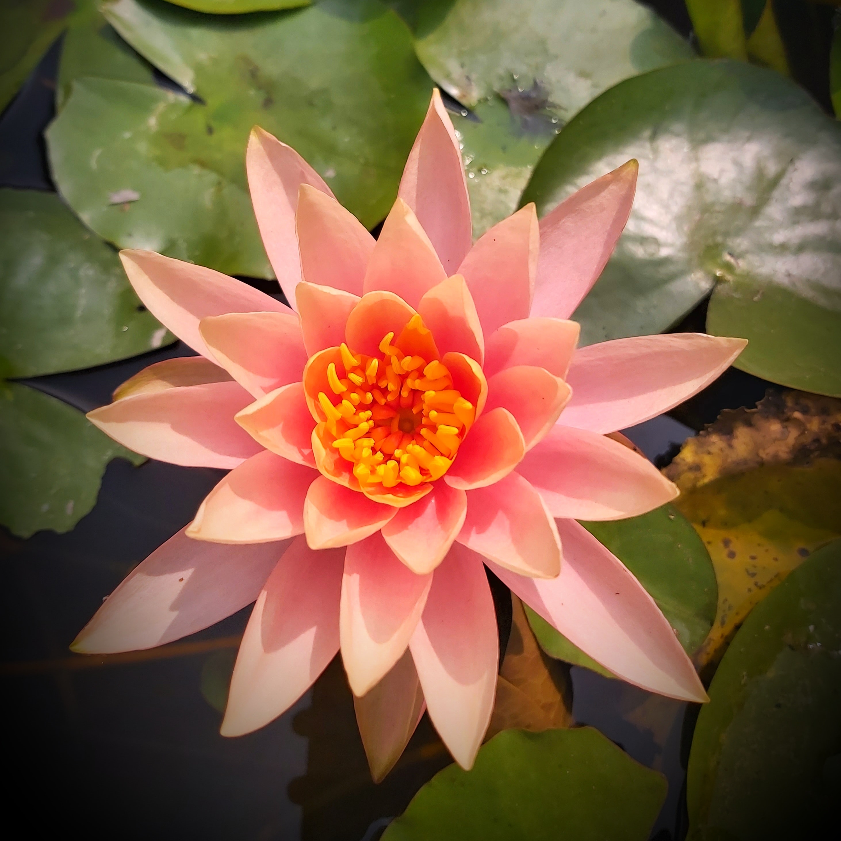 Vibrant flora
