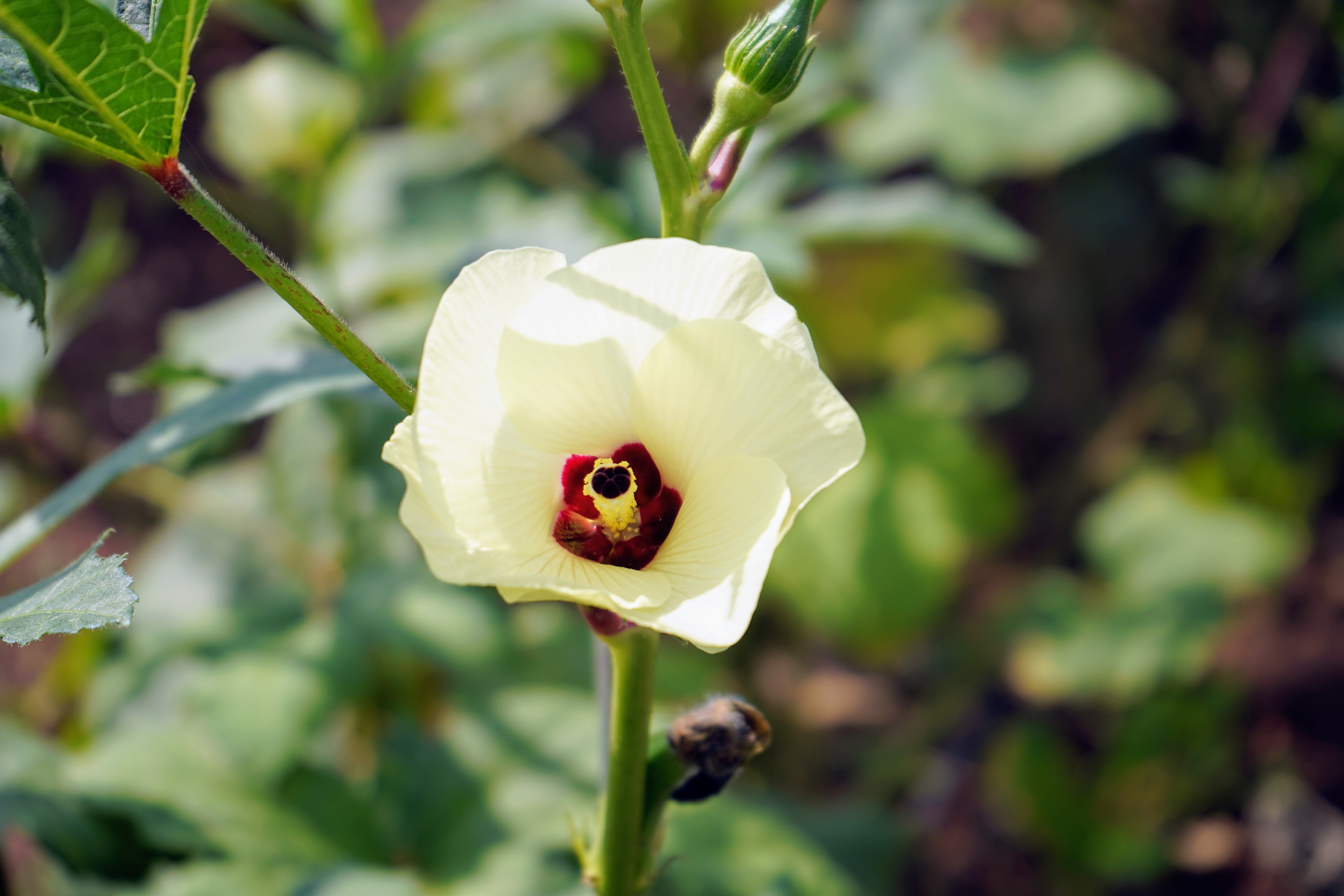 Garden blooms at Nature's Abode
