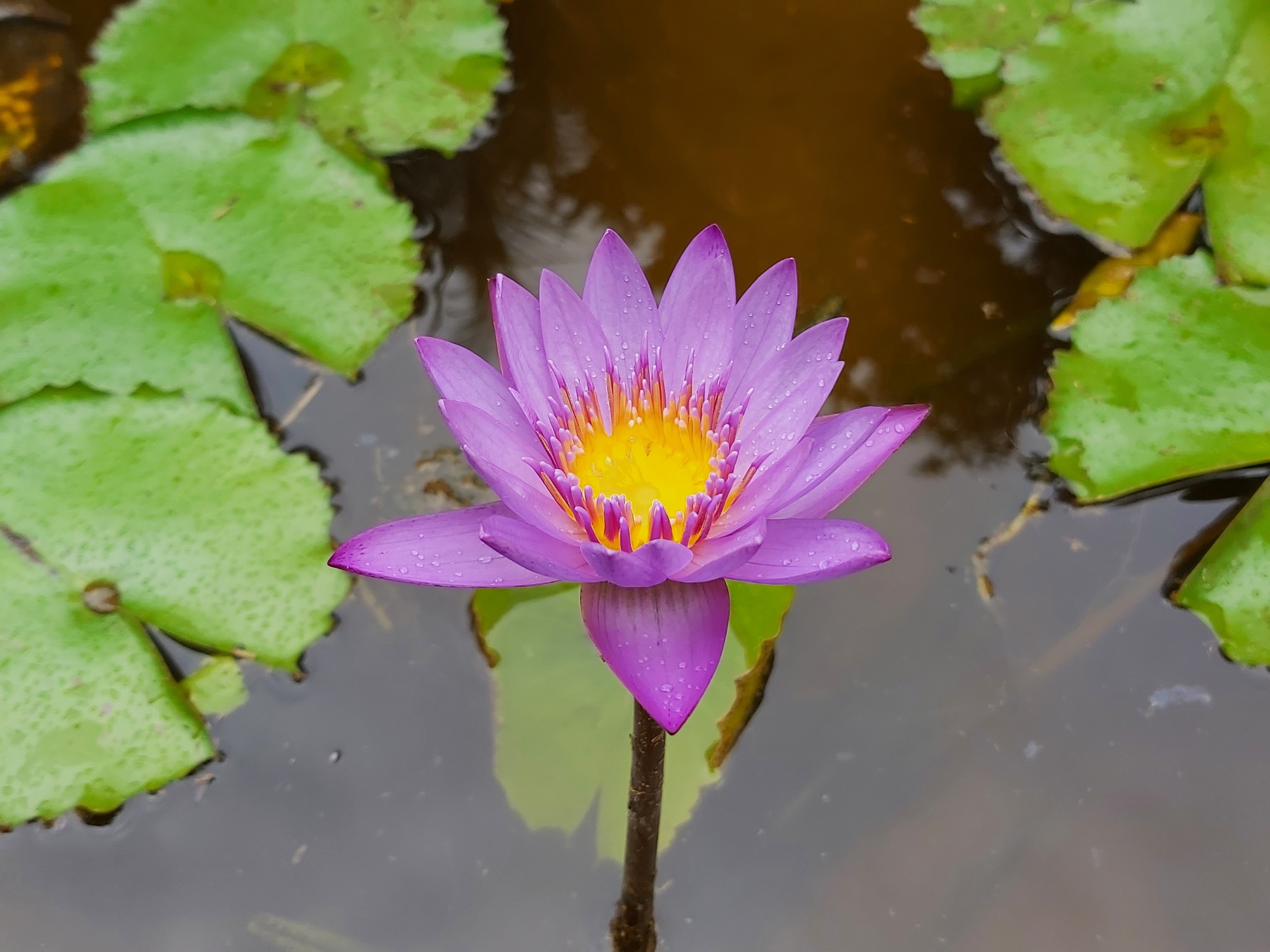 Serene lotus pond